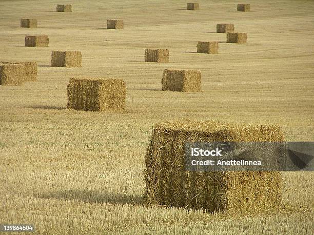 Foto de Harvest e mais fotos de stock de Bloco - Bloco, Campo, Trigo