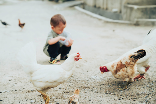 A Little boy  Feeds Pigeons and chicken