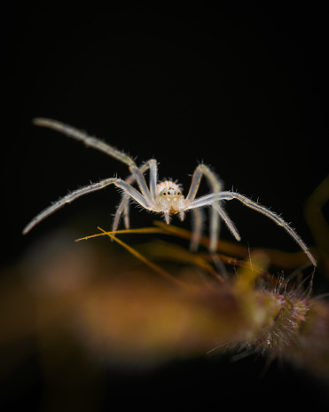 Transparent spider on plant with black background used selective focus.