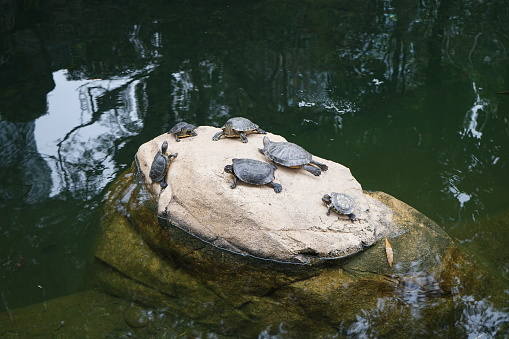 Terrapins cling to a rock in a park in Hong Kong