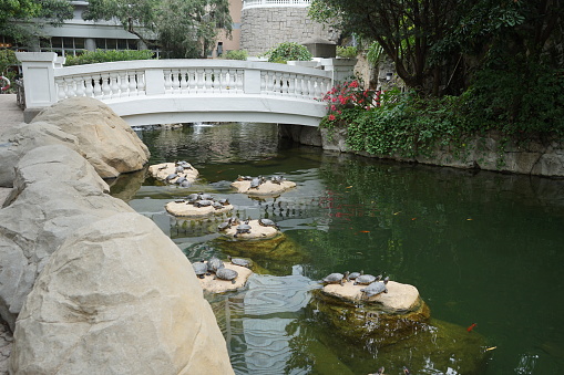 Terrapins on rocks in front of a bridge in a park in Hong Kong