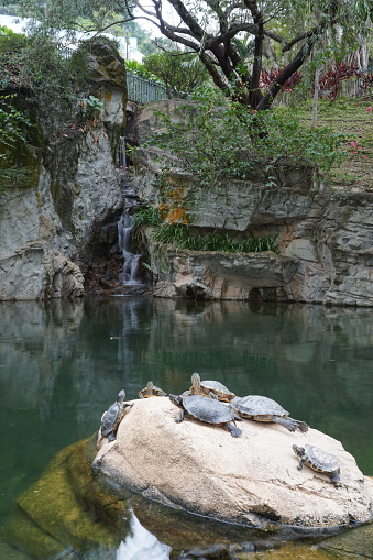 Terrapins on a rock in front of a waterfall in a park in Hong Kong