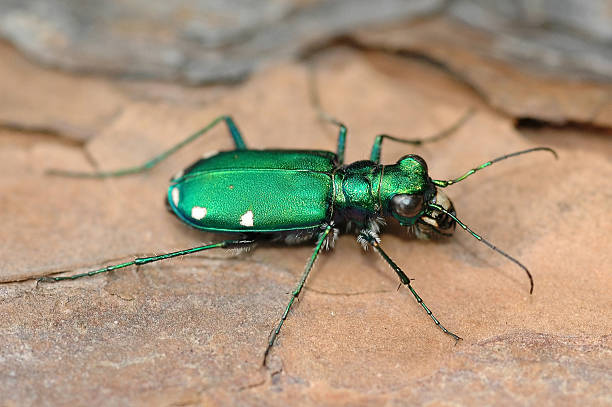 Six-Spotted Tiger Beetle stock photo