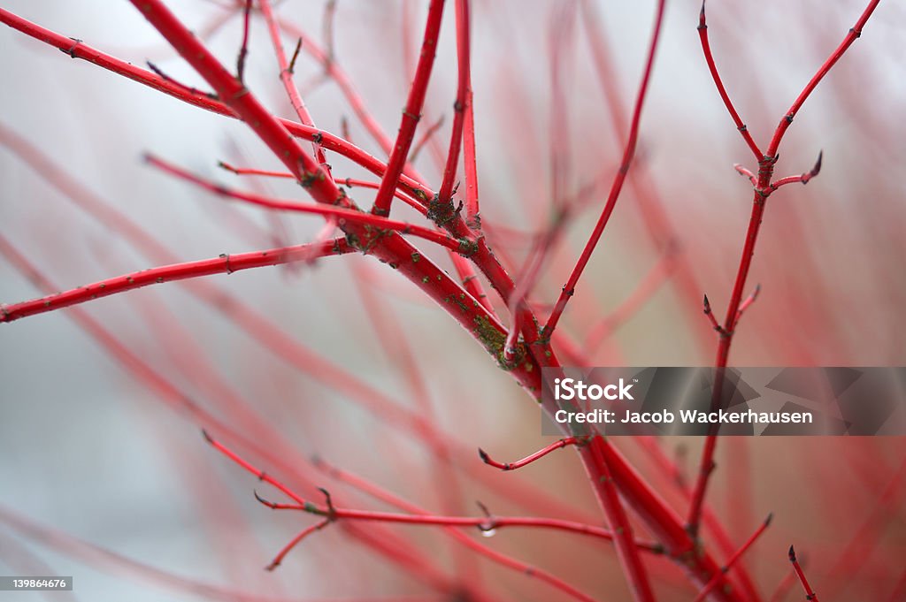 Hermoso Branch - Foto de stock de Abstracto libre de derechos