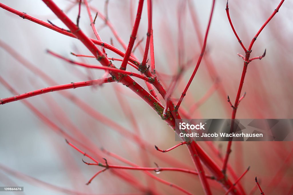 Beautiful Branch Morning macro of a very red gathering og branches.  Absence Stock Photo