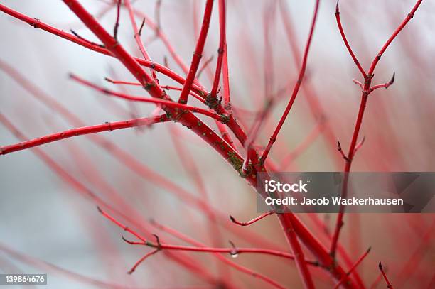 Beautiful Branch Stock Photo - Download Image Now - Absence, Abstract, Autumn