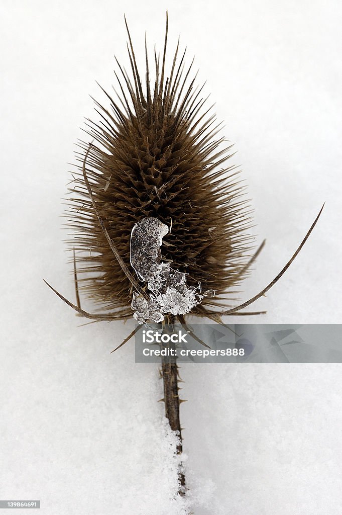 Spondylus cosa nella neve - Foto stock royalty-free di Acqua