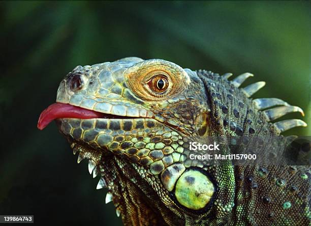 Iguana - Fotografias de stock e mais imagens de América Latina - América Latina, Animal, Animal de Estimação