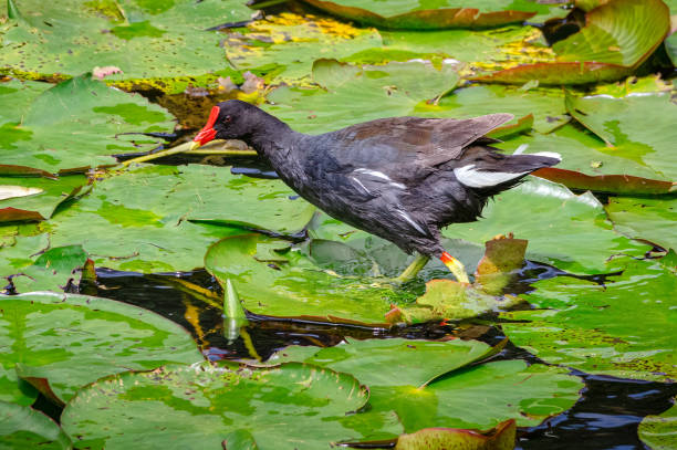Common Gallinule (gallinula galeata). Black waterbird stealthily walking over a wetland.