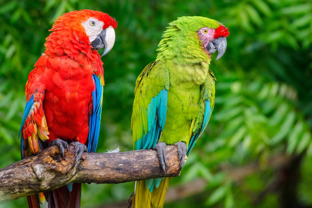 Scarlet and Military Macaws (Ara militaris and Ara Macao). Two macaws perched in the same way on a dry branch of a dead tree.