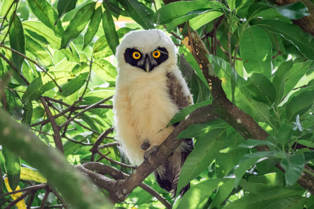 The spectacled owl (Pulsatrix perspicillata) juvenile. Baby owl staring straight ahead with big yellow eyes The spectacled owl (Pulsatrix perspicillata). Little owl chick hiding in the branches of a tree and looking at the camera. spectacled owls (pulsatrix perspicillata) stock pictures, royalty-free photos & images