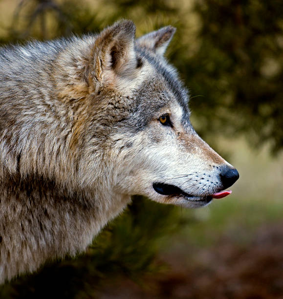 Timber Wolf (Canis lupus) Sticking Tongue Out stock photo