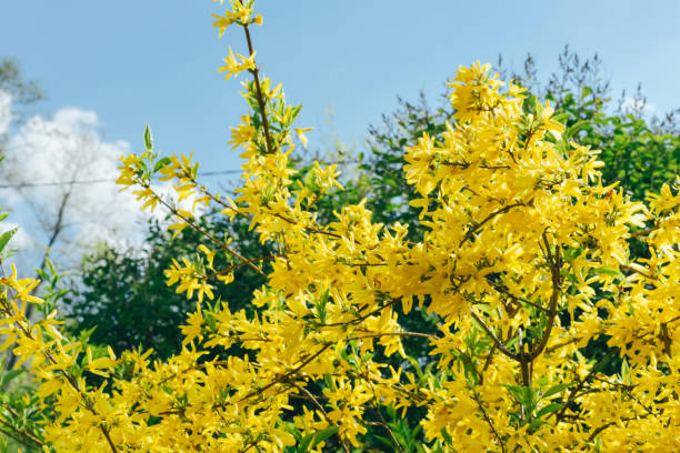istock Forsythia bush with yellow flowers. Bloom season 1398648626