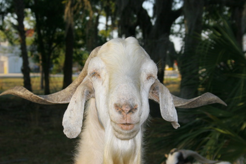 Goat with sleepy eyes and enigmatic smile.