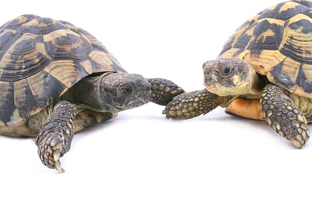 istock couple of turtles 139864969