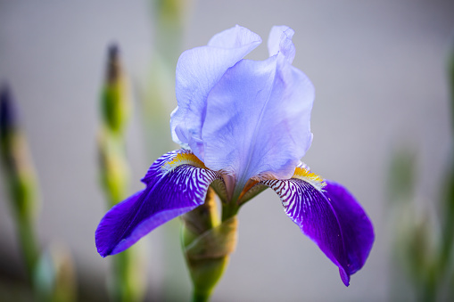 Iris, (hybrid) blooms from May, garden, gardening, flowers in the garden