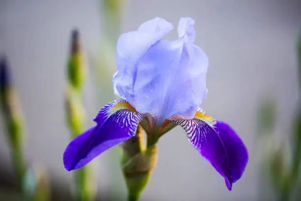 Photo of Iris, (hybrid) blooms from May, garden, gardening, flowers in the garden