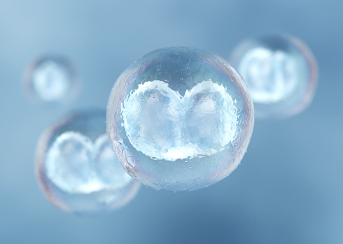 Human Cell Division. Early Stage Embryo. Stem Cell Research