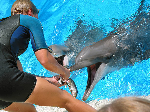 Feeding Dolphins stock photo