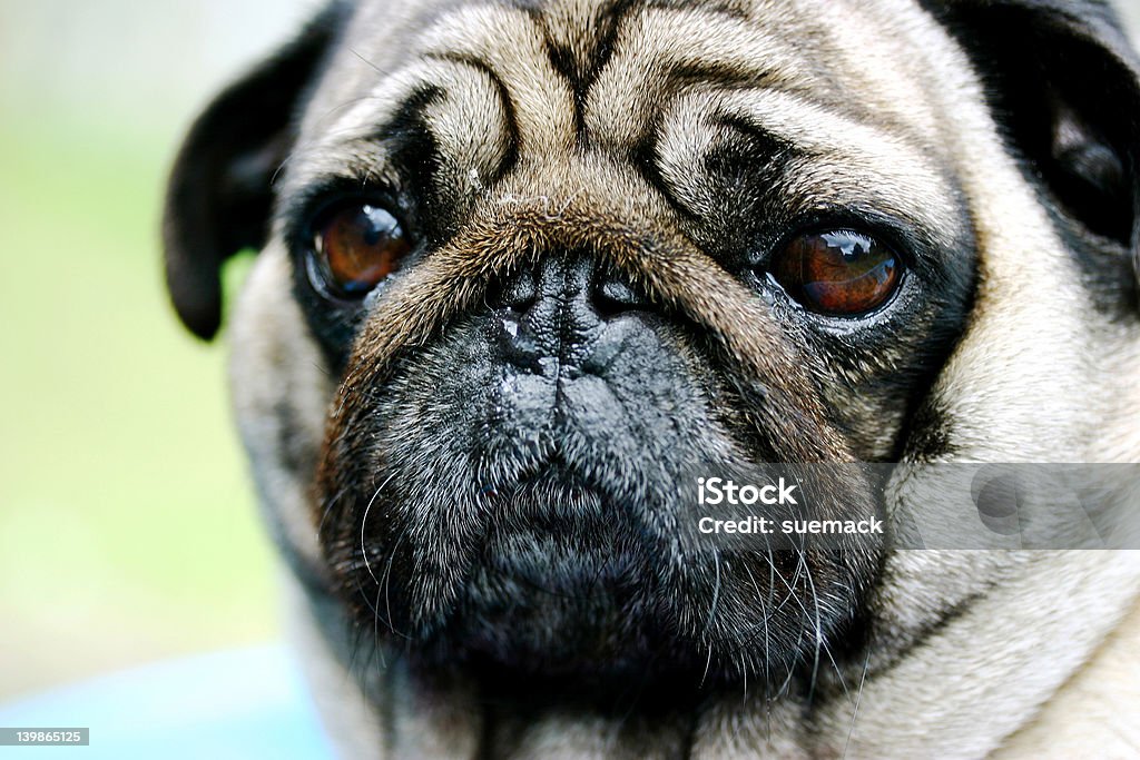 Cão pug, rosto, close up - Foto de stock de Animal royalty-free