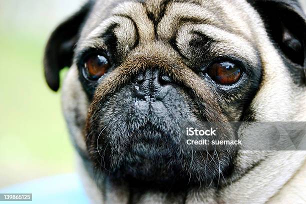 Foto de Cão Pug Rosto Close Up e mais fotos de stock de Animal - Animal, Animal de estimação, Animal doméstico