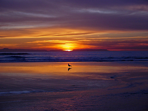 A single bird is silhouetted on the beach as the sun is setting behind Catalina Island.