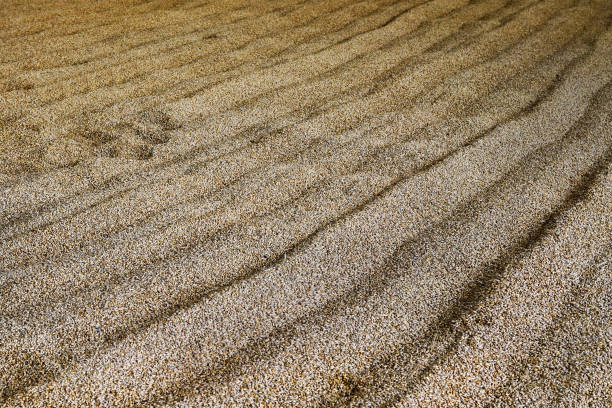 istock Barley grains left for germination on a malting floor in a Scottish whisky distillery. The barley thereby becomes malt needed in the whisky production. 1398652615