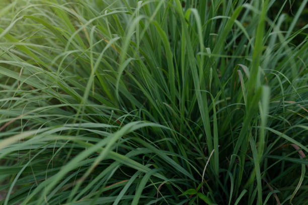istock lemongrass leaves 1398652636