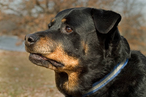 istock Portrait of a Rottweiler 139865286