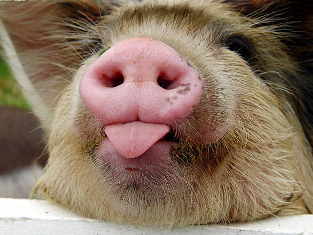pigs heads in a butcher shop, Antigua, West Indies