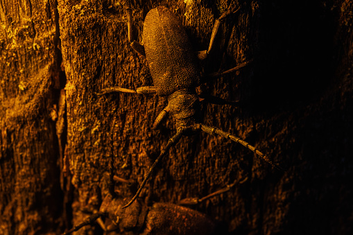 beetle with long whiskers on a stump in sunset rays, insects