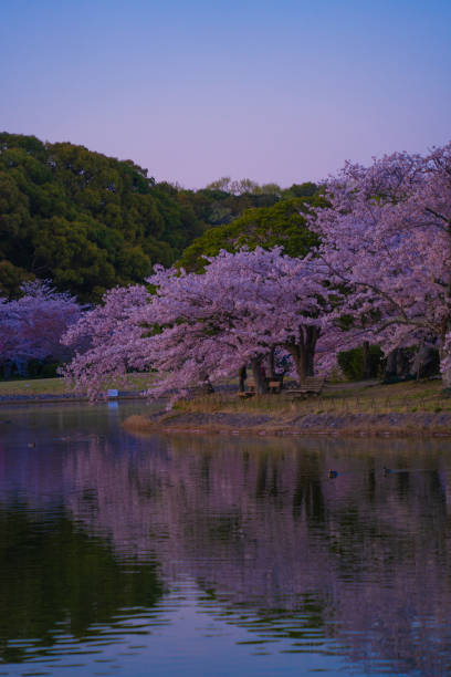 magic hour with cherry blossom - spring vertical cherry blossom color image imagens e fotografias de stock