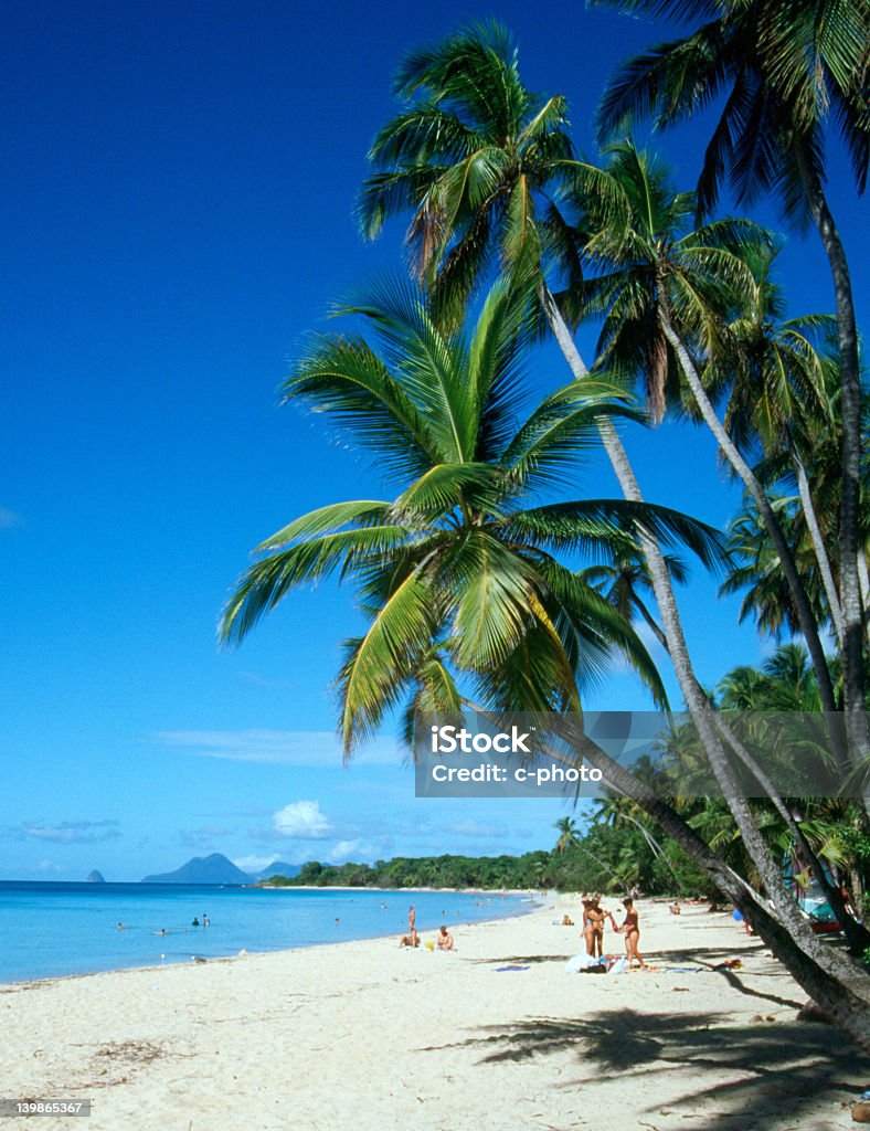 Beautiful palm trees on Martinique beach West French Indies, Martinique.  Martinique Stock Photo