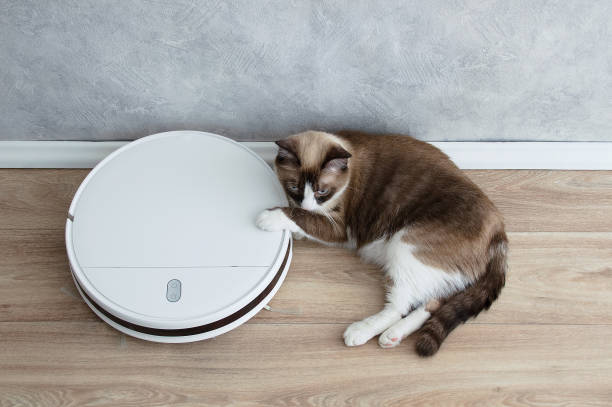 istock Snowshoe cat lying on the floor with robotic vacuum cleaner. 1398654070