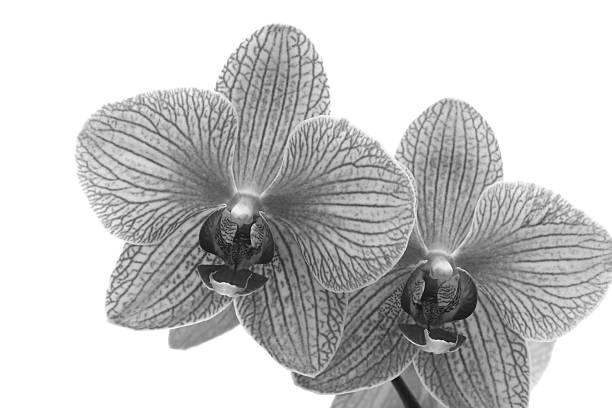 istock Baldan's Kaleidoscope B&W 139865412