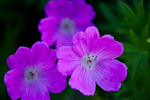 Bunch of meadow flowers in early spring time