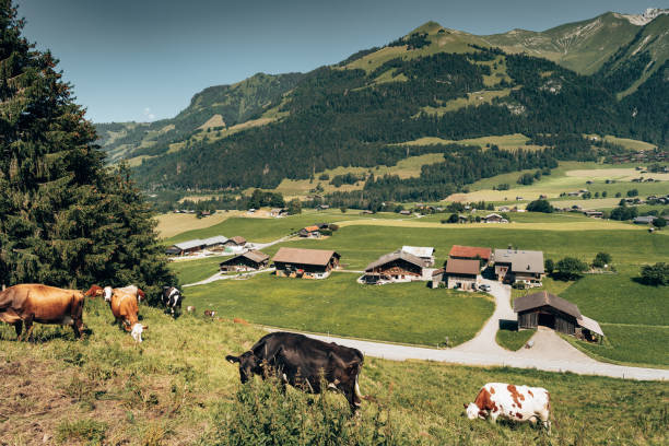 istock green meadow in switzerland with cow 1398654562