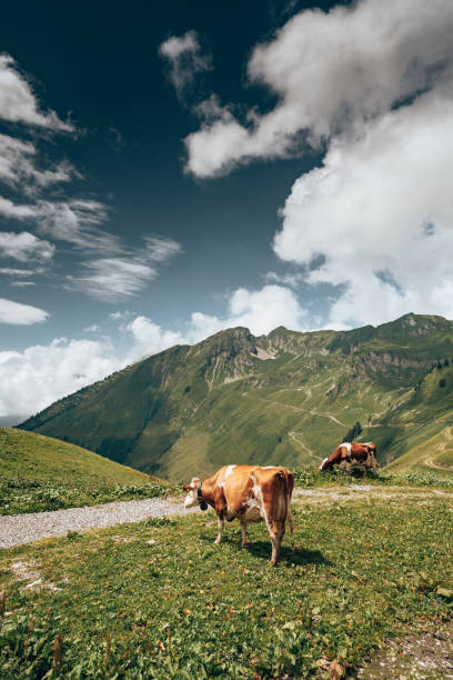 istock green meadow in switzerland with cow 1398654602