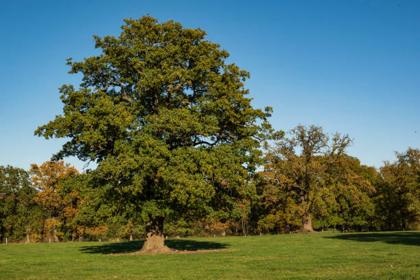 poderoso roble (quercus robur) bajo un cielo azul claro - english oak fotografías e imágenes de stock