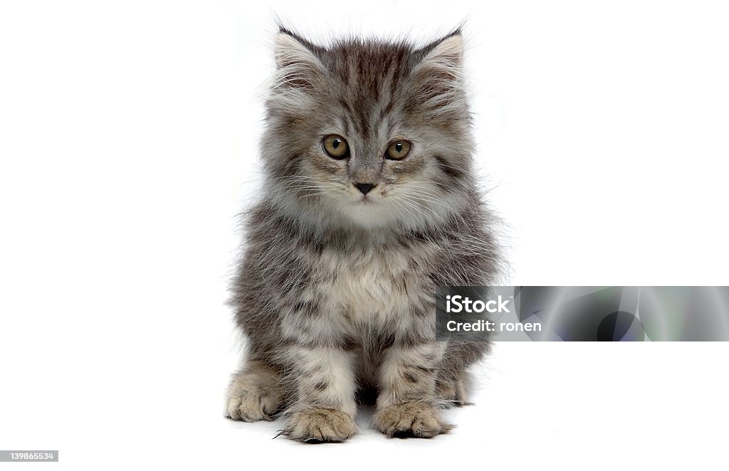 Carino gattino grigio - Foto stock royalty-free di Affettuoso