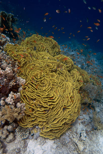 Yellow Scroll Coral (Turbinaria reniformis) in the Red Sea, Egypt