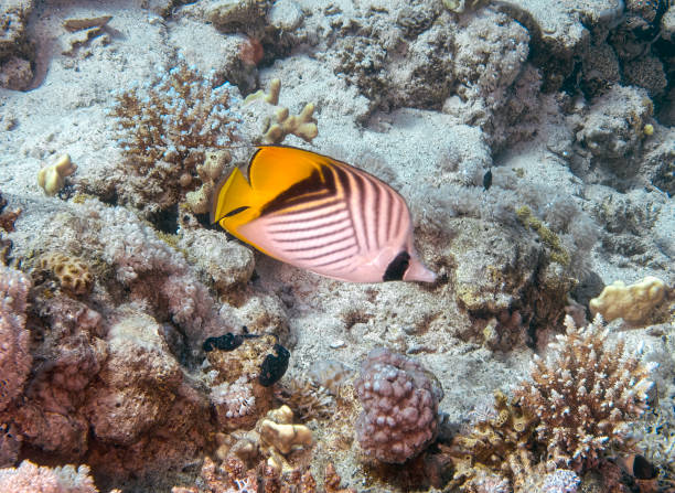 chaetodon auriga (chaetodon auriga) dans la mer rouge, égypte - red sea taba sand reef photos et images de collection