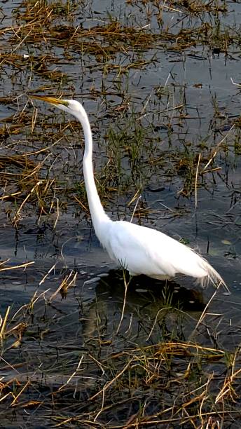 istock White egret in the water 1398657004