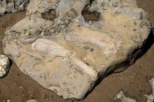 Marine mammal bone (Cetacea) and other fossils outcrop on the beach at Capitola City Beach, California, USA.