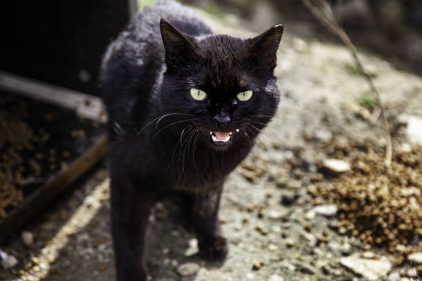 istock Street abandoned cats 1398657072