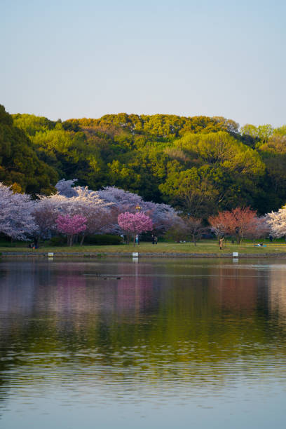 istock Cherry blossom in the park 1398657161
