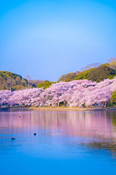 istock Cherry blossom in the park 1398657179