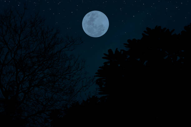 istock Full moon on the sky with stars and tree branch silhouette. 1398657227