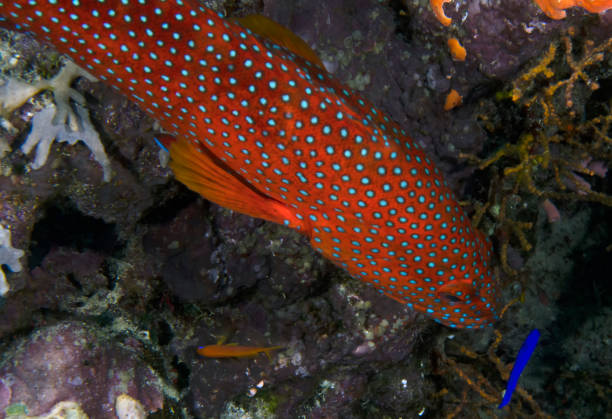 istock A Coral Grouper (Cephalopholis miniata) in the Red Sea, Egypt 1398657231