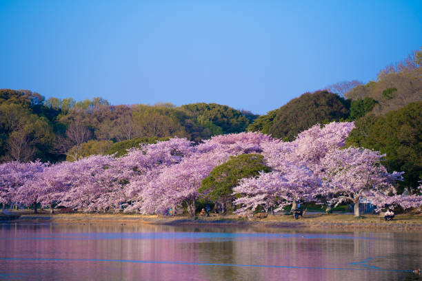 istock Cherry blossom with the pond 1398657329